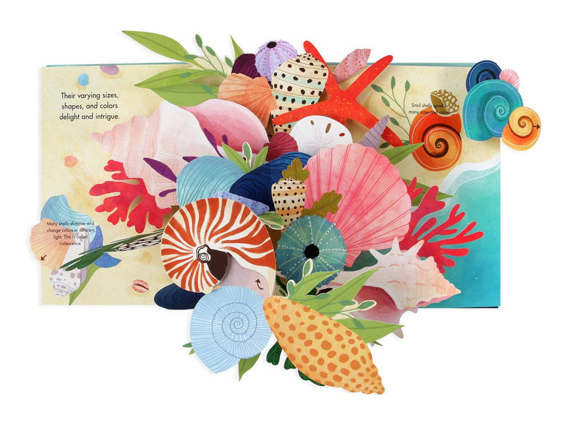 Shells: A Pop-Up Book Of Wonder